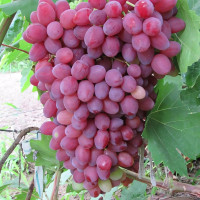 Саженцы Виноград кишмиш Велес