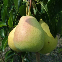 Саженцы Груша Богема