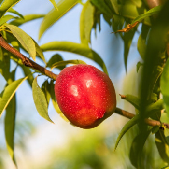 Саженцы Нектарин Любимец