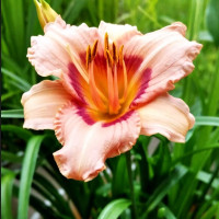 Саженцы Лилейник Peach Candy (Пич Кэнди)