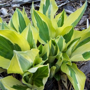 Саженцы Хоста Hanky Panky (Ханки Панки) М
