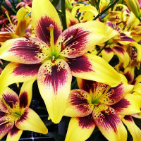 Луковицы  Лилия тигровая Pieton (Пайтон) (3шт.)