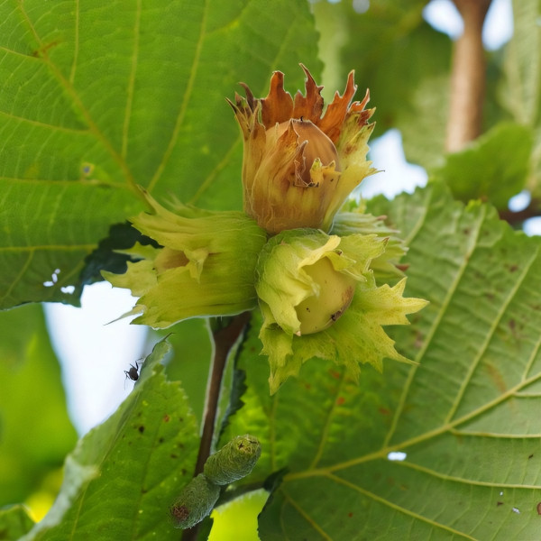 Саженцы Фундук Первенец