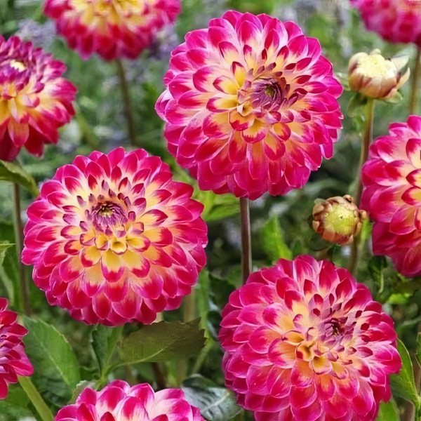 Саженцы Георгина шаровидная Hapet Daydream (Хапет Дейдрим)