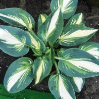 Саженцы Хоста Timeless Beauty (Таймлес Бьюти) М