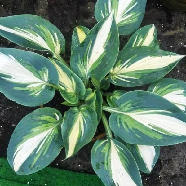 Саженцы Хоста Timeless Beauty (Таймлес Бьюти) М