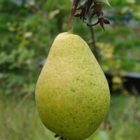 Саженцы Груша Дочь Амура