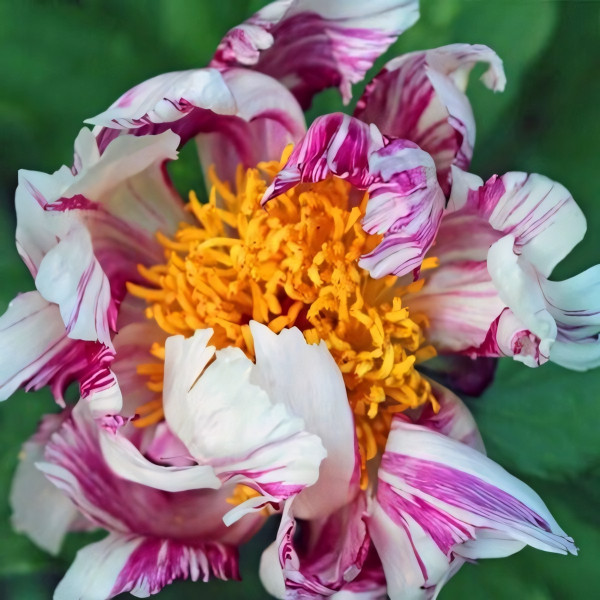 Саженцы Пион Peppermint Patti (Пепперминт Пэтти)