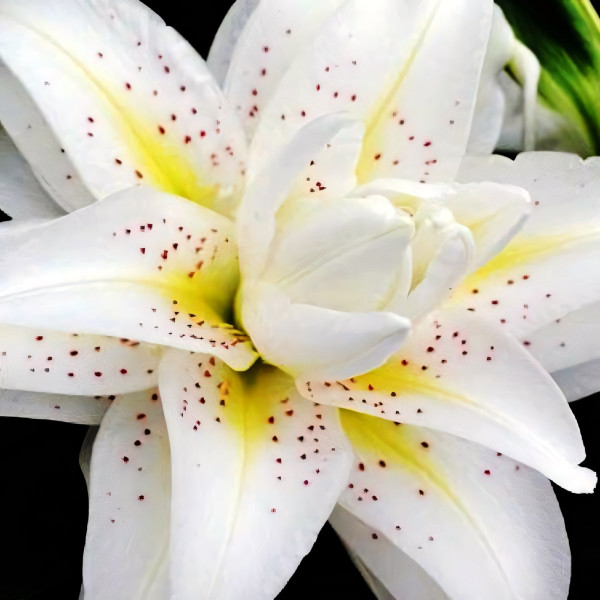 Луковицы  Лилия восточная Roselily Sita (Розели Зита) (3шт.)