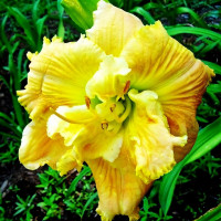 Саженцы Лилейник Dynamic Duo (Динамик Дуо)