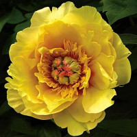 Саженцы Пион Sequestered Sunshine (Секвестеред Саншайн)