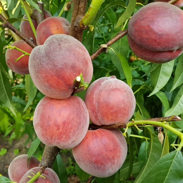Саженцы Персик Роял Маджестик