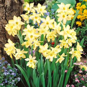 Нарцисс мини Пипит (в упаковке - 3шт.)