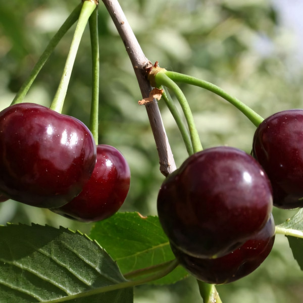 Саженцы Черевишня (дюк) Чудо-вишня