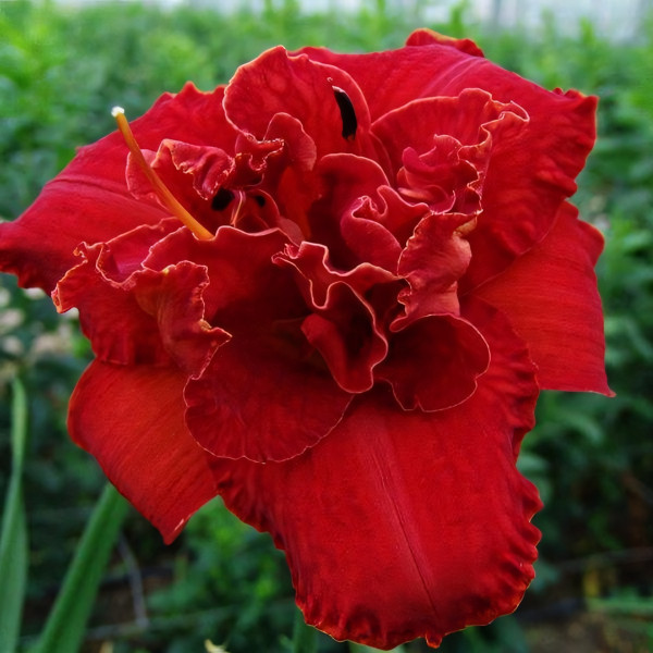 Саженцы Лилейник Moses Fire (Мозес Фаер)