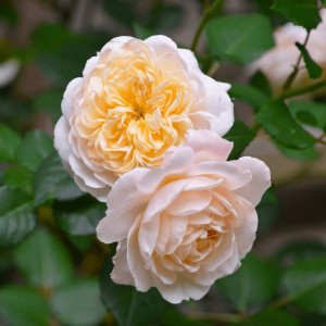 Саженцы Роза английская Крокус Роуз