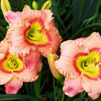 Саженцы Лилейник Elegant Candy (Элегант Кэндид)