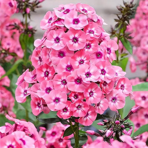 Саженцы Флокс метельчатый Larissa (Лариса)