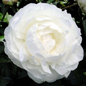 Саженцы Пион Ann Cousins (Энн Кузинс)