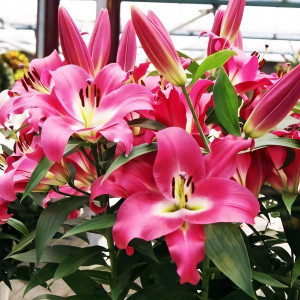  Лилия ОТ гибрид Maldano (Мальдано)