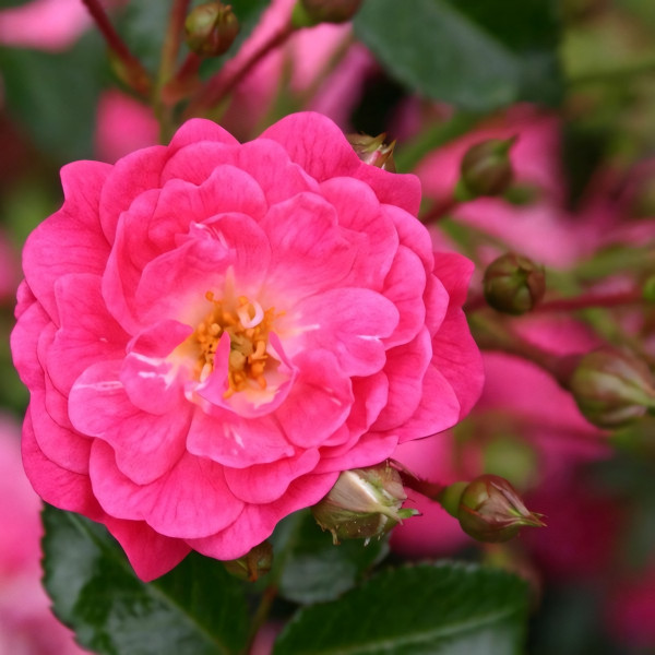 Саженцы Роза спрей Лавли Фейри