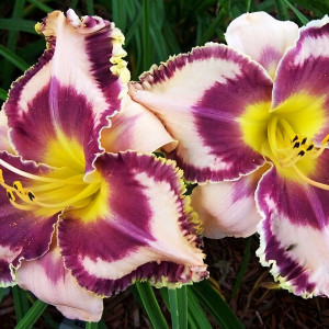 Саженцы Лилейник Eyes Right Jones (Айс Райт Джонс)