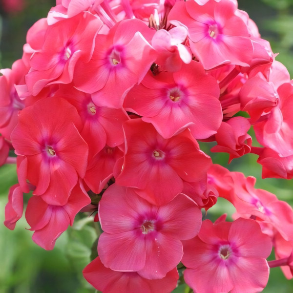 Саженцы Флокс метельчатый Земляничное суфле