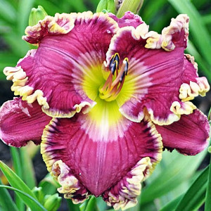 Саженцы Лилейник Love Struck (Лов Страк)