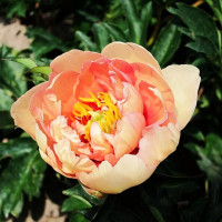 Саженцы Пион Clouds of Colour (Клауд оф Калор)