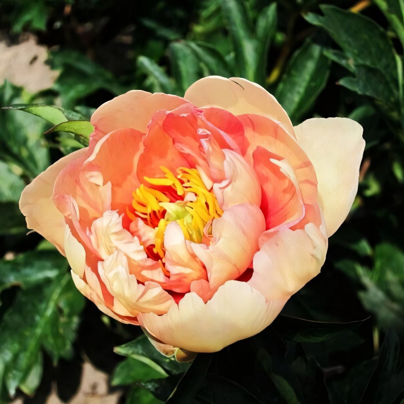 Саженцы Пион Clouds of Colour (Клауд оф Калор)