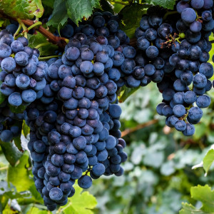 Саженцы Виноград Изабелла