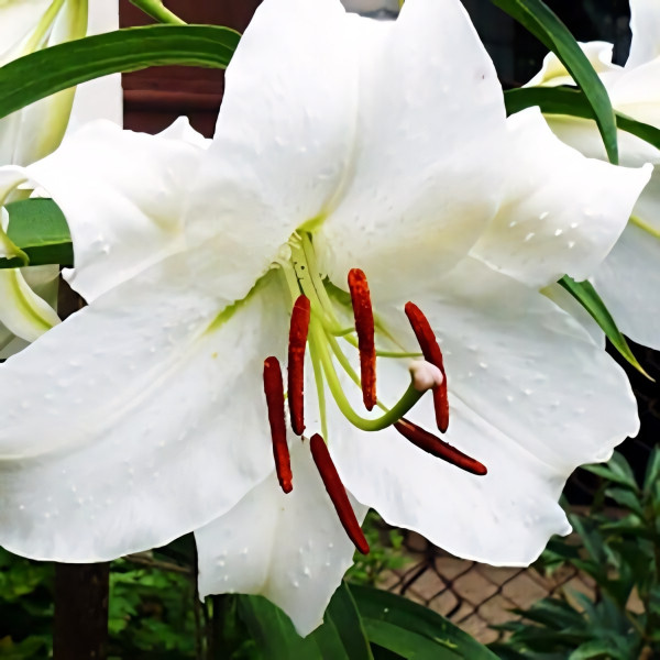 Луковицы  Лилия LOO гибрид Bright Brilliant (Брайт Бриллиант) (3шт.)