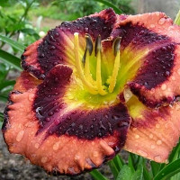 Саженцы Лилейник Big City Eye (Биг Сити Ай)