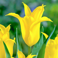 Луковицы Тюльпан зеленоцветный Дансинг Шоу (в упаковке - 3шт.)