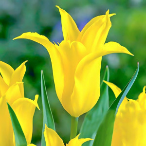 Тюльпан зеленоцветный Дансинг Шоу (в упаковке - 3шт.)