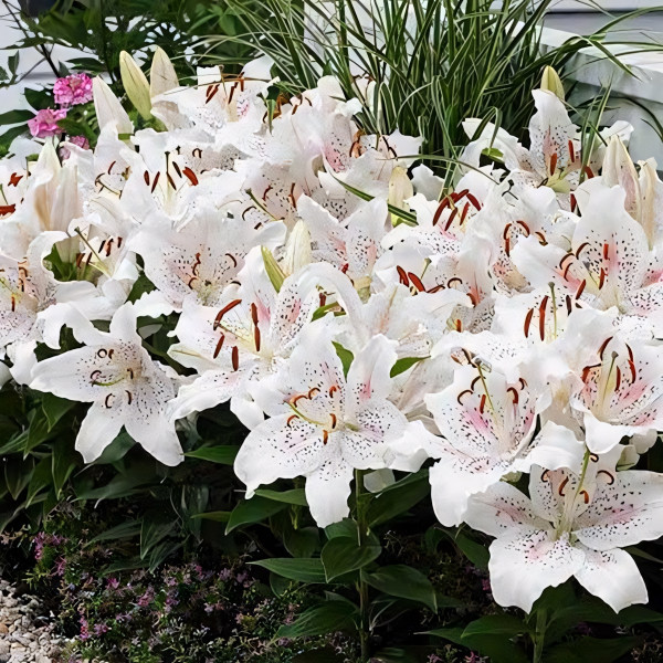 Луковицы  Лилия восточная Muscadet (Мускадет) (3шт.)