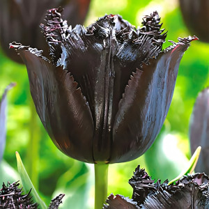 Тюльпан бахромчатый Блэк (в упаковке - 3шт.)