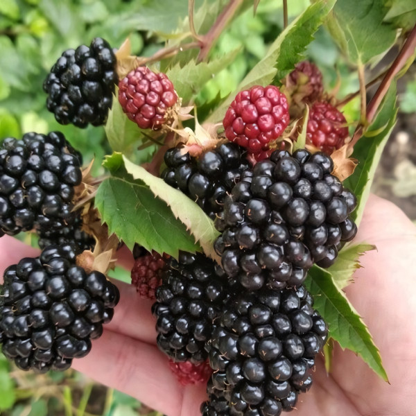 Саженцы Ежевика Блэк Сатин