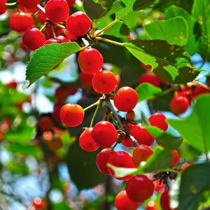 Саженцы Вишня войлочная Царевна