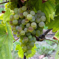 Саженцы Виноград Ритон