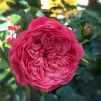 Саженцы Роза чайно-гибридная Пинк Пиано