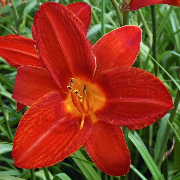 Саженцы Лилейник Campfire Embers (Кэмпфайе Эмберс)