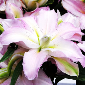  Лилия махровая восточная Soft Music (Софт Мьюзик)