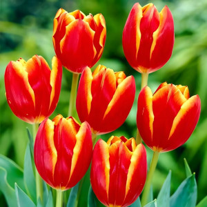 Тюльпан Триумф Лаура Фьюджи (в упаковке - 3шт.)