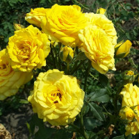 Саженцы Роза чайно-гибридная Илиос