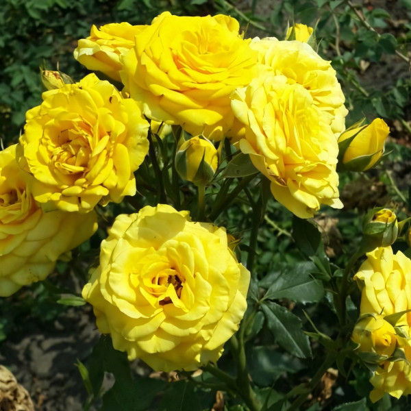 Саженцы Роза чайно-гибридная Илиос