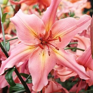  Лилия Пинк Флейвоур