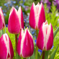 Луковицы Тюльпан Триумф Силк Сюрпрайз (в упаковке - 3шт.)