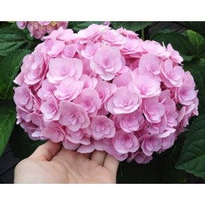 Гортензия крупнолистная You and Me Love