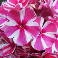 Саженцы Флокс Spinners (Спиннерз)